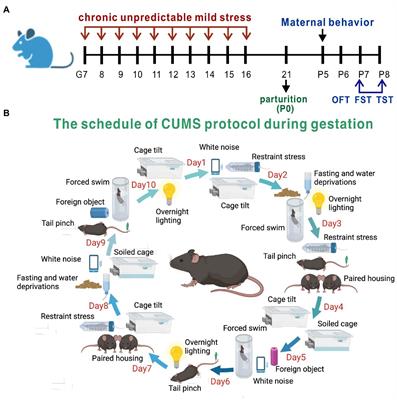 Epigallocatechin-3-gallate alleviates gestational stress-induced postpartum anxiety and depression-like behaviors in mice by downregulating semaphorin3A and promoting GSK3β phosphorylation in the hippocampus